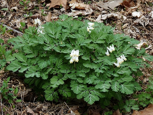 {Dicentra cucullaria}